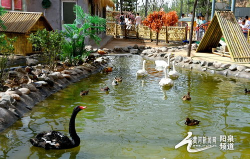 助力冬奧丨華北奕豐生態園戲雪樂園即將開園，生態旅游與冰雪運動完美融合